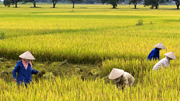 Đi qua mùa gặt