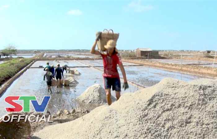 Diêm dân Vĩnh Châu bước vào vụ thu hoạch muối