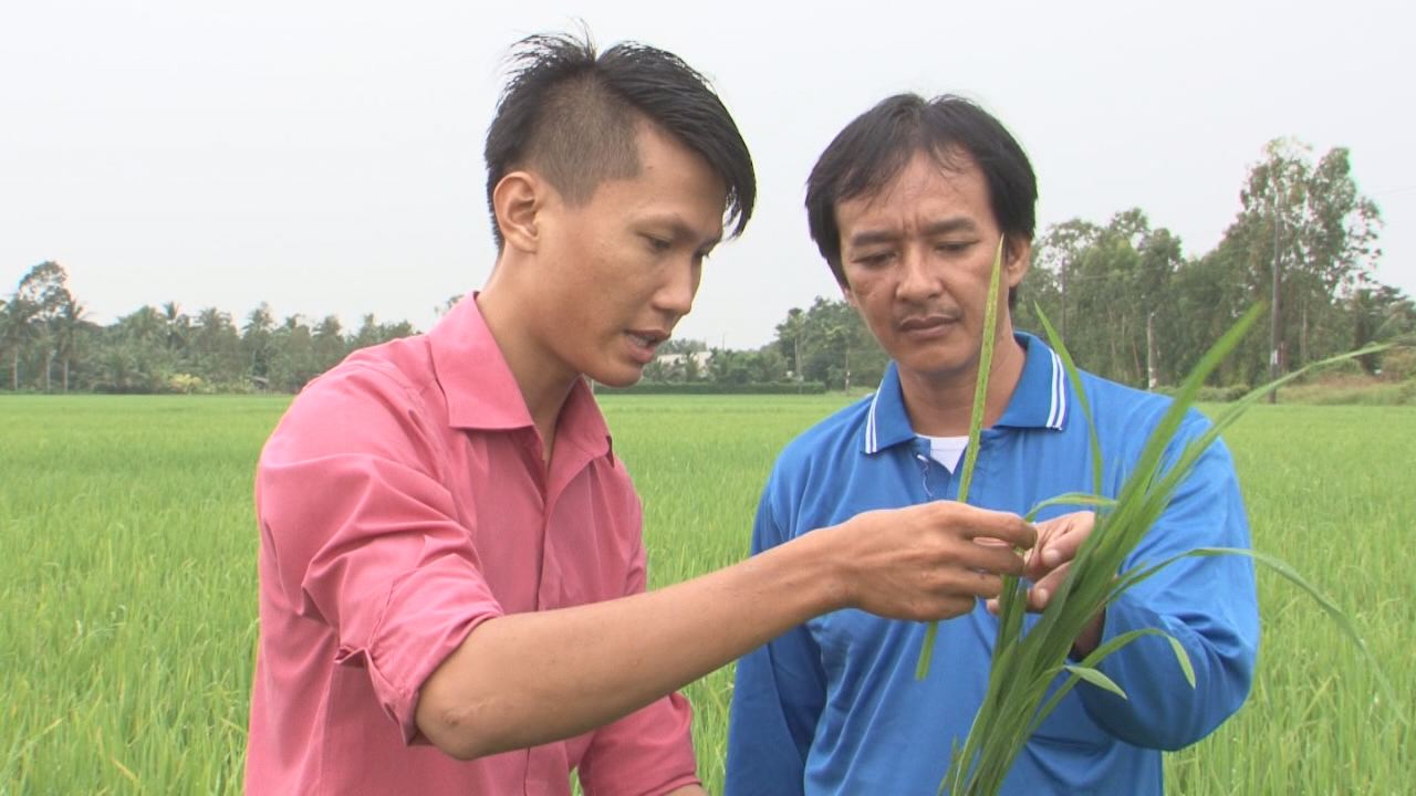 Hạn chế bệnh đạo ôn cho lúa Đông Xuân