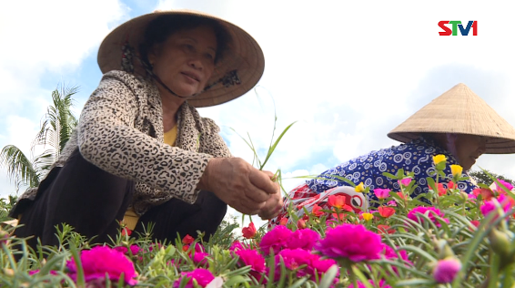 Hội LHPN Sóc Trăng thực hiện tiêu chí môi trường trong xây dựng Nông Thôn Mới