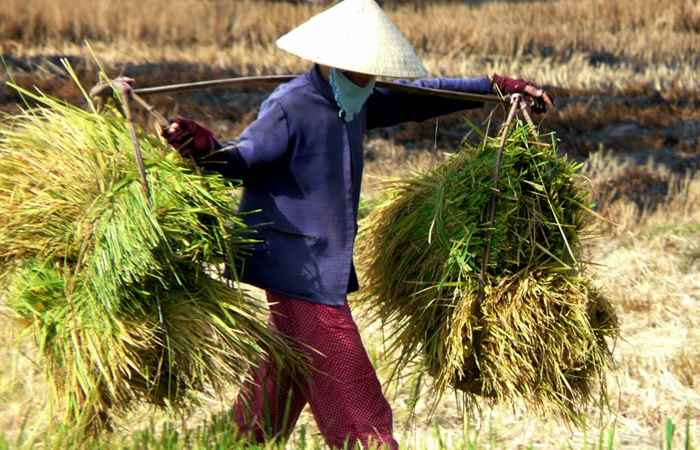 MẸ TÔI LÀ NÔNG DÂN - Nguyễn Thị Bích Nhàn