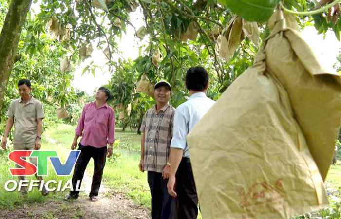 Nhà vườn Kế Sách chuẩn bị trái cây cung ứng thị trường Tết Nguyên Đán