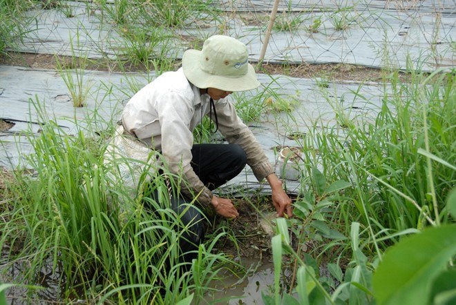 Nhớ lắm ếch ơi