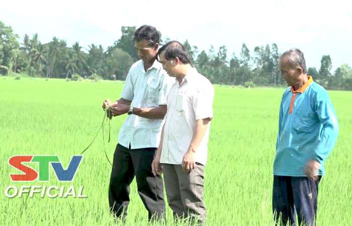 Nông dân Ngã Năm đã xuống giống lúa Hè Thu được 18.500ha