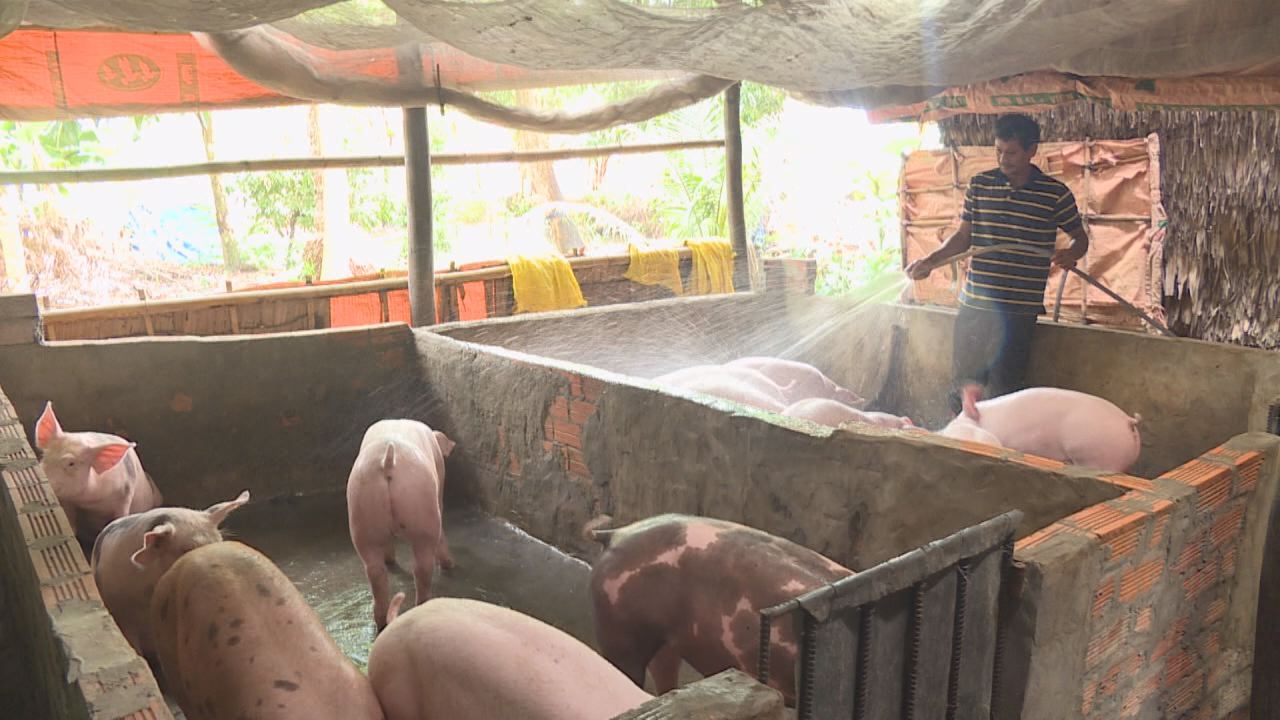Giá Heo cận Tết sụt giảm mạnh