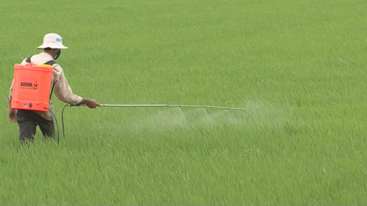Vì Nông Nghiệp Bền Vững: Quản lý tổng hợp Bệnh Đạo Ôn