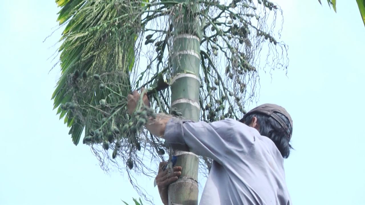 Cau non rớt giá mạnh