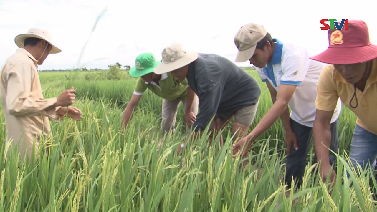 Thạnh Trị  khởi sắc sau 2 năm thực hiện Đề án tái cơ cấu ngành nông nghiệp