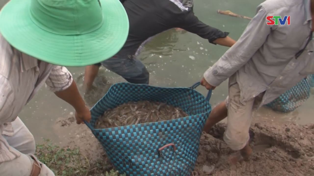 Vụ nuôi Tôm nước lợ ở Sóc Trăng đang hồi phục, dự kiến sẽ vượt sản lượng