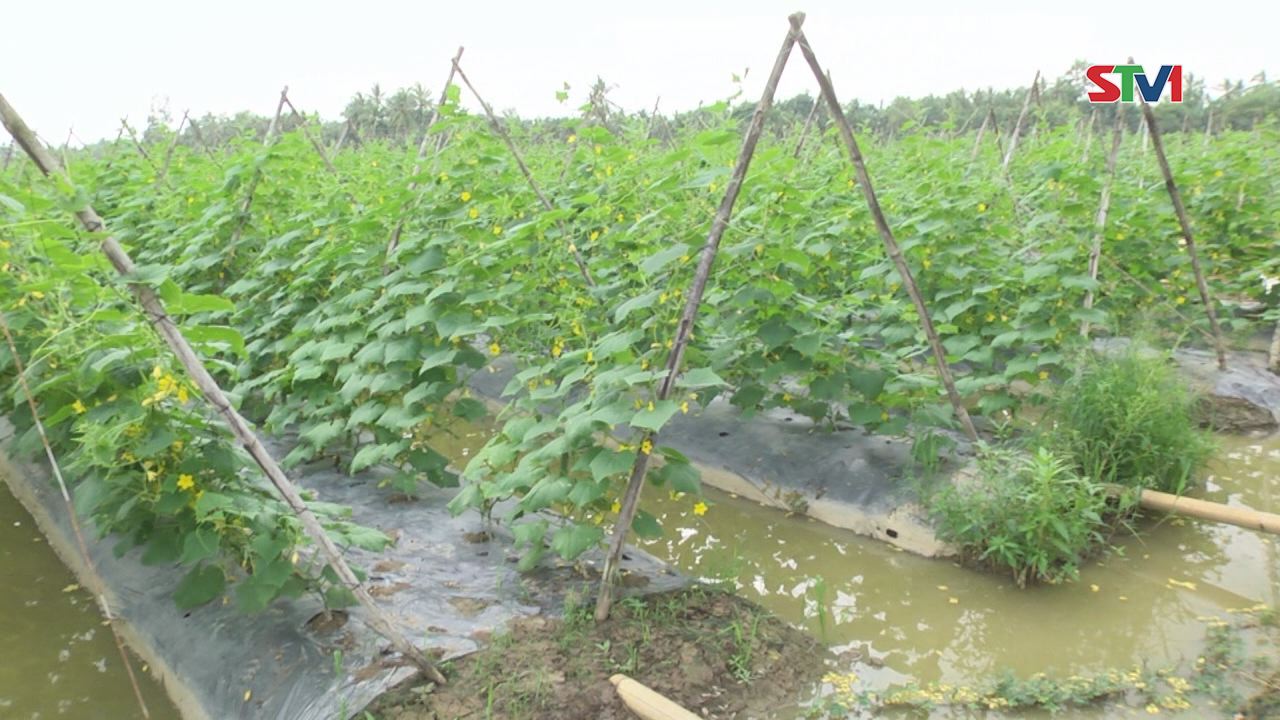 Nhiều diện tích rau màu ở xã Châu Khánh huyện Long Phú bị ngập úng