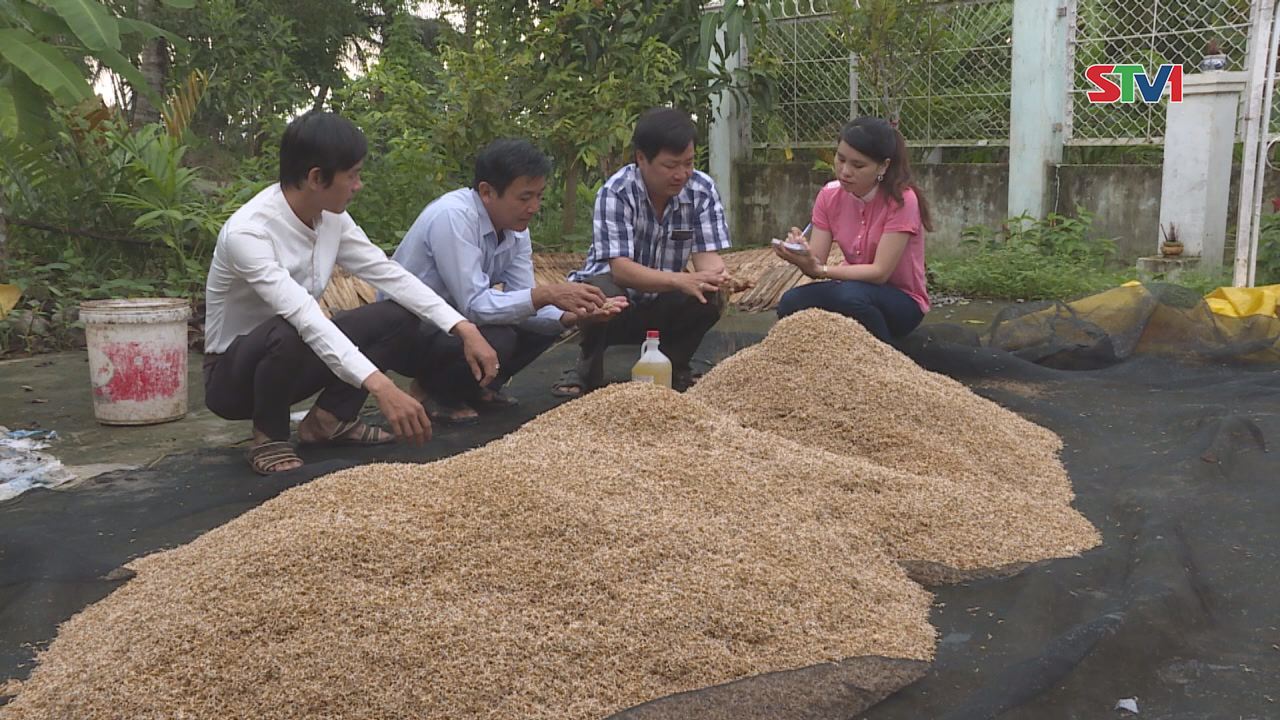 Thành phố  Sóc Trăng mở rộng mô hình liên kết sản xuất trong vụ Đông xuân