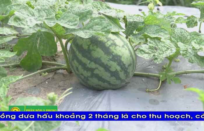 Thời sự Khmer 02-08-2019