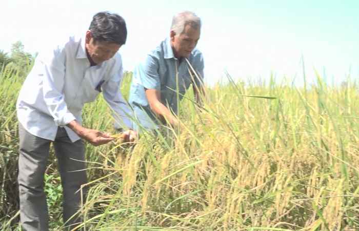 Ngã Năm: Thứ trưởng Bộ nông nghiệp và phát triển nông thôn khảo sát tình hình sản xuất lúa đặc sản