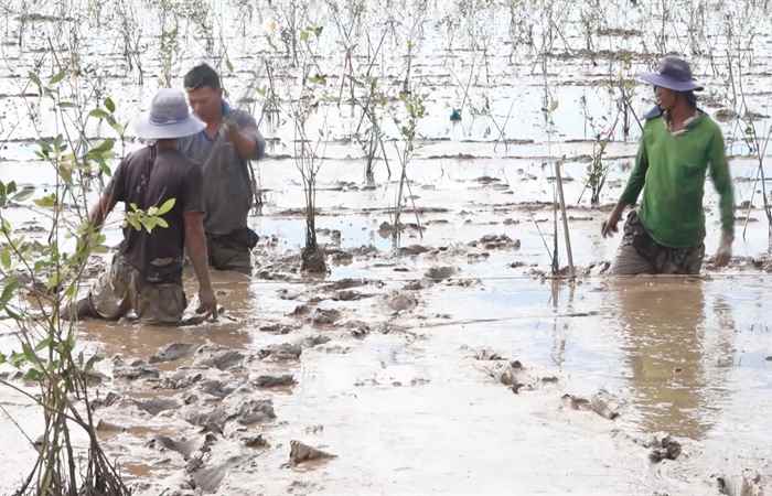 Nghiệm thu rừng trồng ven biển