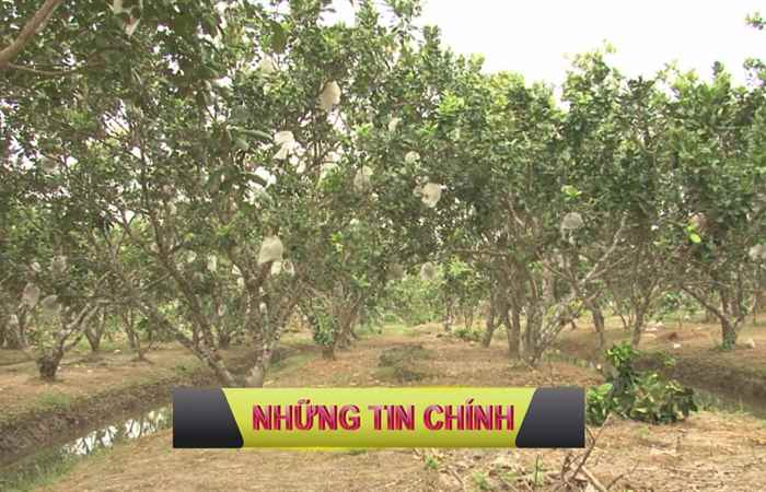 Trang tin địa phương 01-12-2019