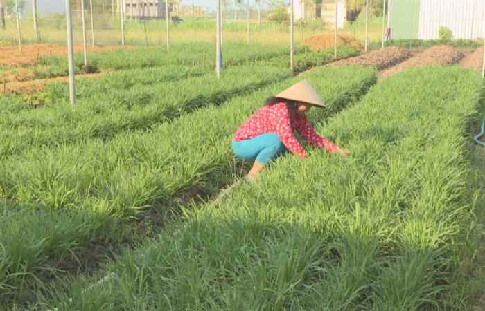 Trang tin địa phương 02-02-2020