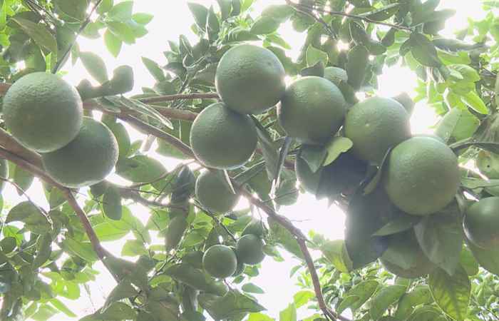 Trang tin địa phương Huyện Mỹ Tú 16-02-2020