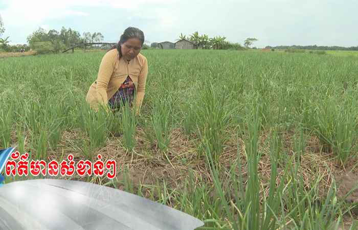 Trợ lực Nhà nông - Tếng Khmer (15-11-2023)
