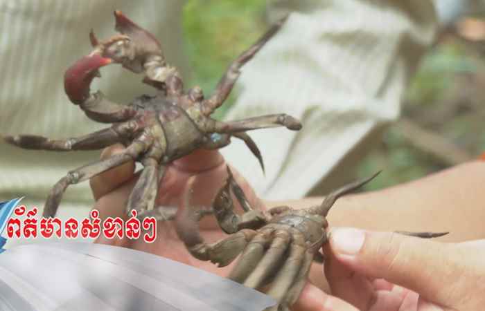 Trợ lực Nhà nông tiếng Khmer (20-11-2024)