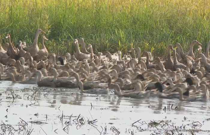 Trợ lực Nhà nông tiếng Khmer (21-05-2025)