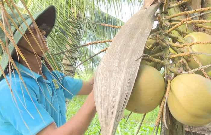 Trợ lực Nhà nông tiếng Khmer (29-01-2025)