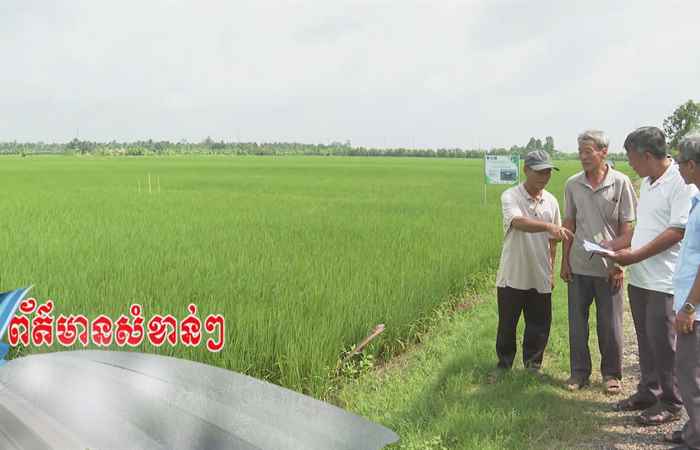 Trợ lực Nhà nông tiếng Khmer (31-07-2024)