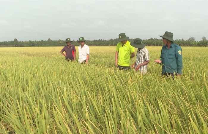 Vô gạo lúa vàng - Giải pháp giúp hạt gạo sáng chắc (06-01-2024)