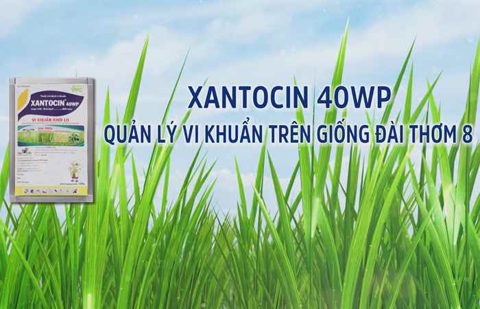 Xantocin 40WP quản lý vi khuẩn trên giống lúa Đài Thơm 8 (15-12-2023)
